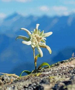 Edelweiss Plant Paint by Numbers