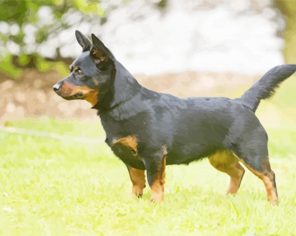 Lancashire Heeler paint by numbers