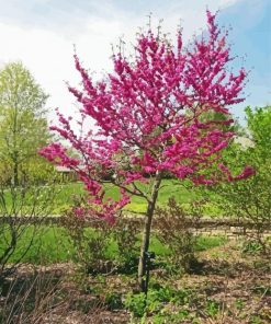 Eastern Redbud Paint By Numbers