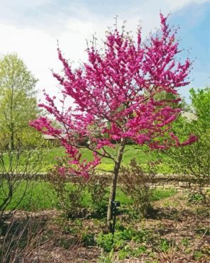 Eastern Redbud Paint By Numbers