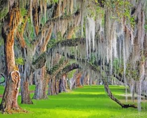 Spanish Moss Paint By Numbers