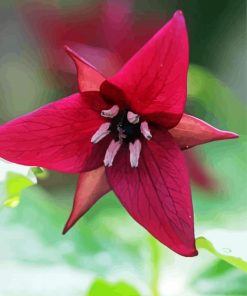 Trillium Flower Paint By Numbers