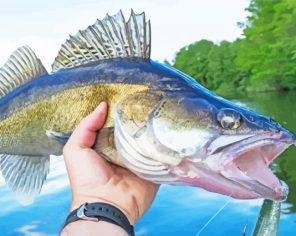 Aesthetic Walleye paint by numbers