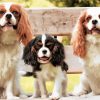 Trio King Charles paint by numbers