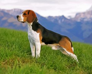 Aesthetic Beagle Puppy Paint By Numbers