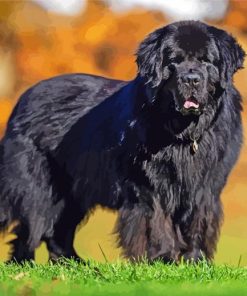 Black Newfoundland Paint By Numbers