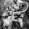 Monochrome Cow Paint By Numbers