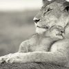 Black And White Lioness And Cub paint by numbers