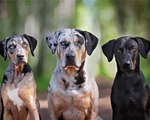 Catahoula Puppy Paint By Numbers