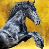 Black Friesian Horse Paint By Numbers