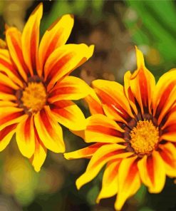 Gazania Blossoms Paint By Numbers