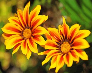 Gazania Blossoms Paint By Numbers