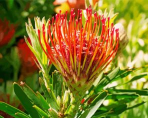 Red Proteas Flower Paint By Numbers