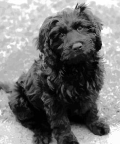 Black Cavoodle Puppy Paint By Numbers