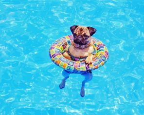 Puppy In Pool Paint By Numbers