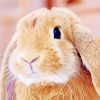 Adorable Bunny Paint By Numbers