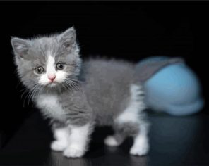 Grey And white Kitty Paint By Numbers