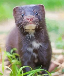 Cute Mink paint by numbers