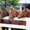 Farm Horses Paint By Numbers