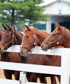 Farm Horses Paint By Numbers