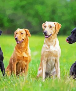 Labradors Retriever Dogs Paint by Numbers