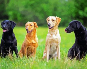 Labradors Retriever Dogs Paint by Numbers