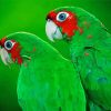 Green Cheek birds paint by numbers