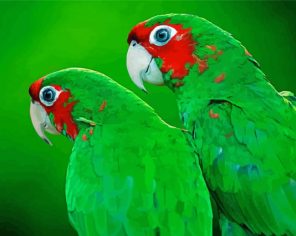 Green Cheek birds paint by numbers