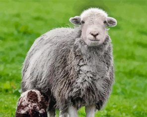 Adorable Herdwick Paint by Numbers