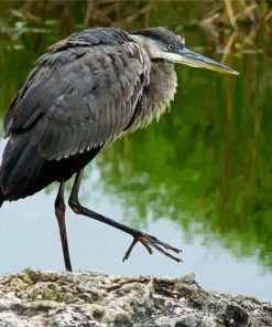 Herron Bird Paint By Numbers