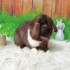 Mini Lop Rabbit Paint by Numbers