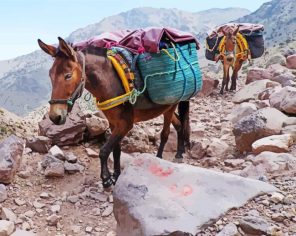 Mule In Mountain Paint By Numbers