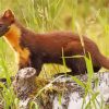 Pine Marten Animal paint by numbers