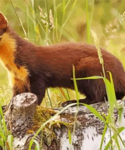 Pine Marten Animal paint by numbers