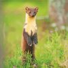 Pine Marten paint by numbers