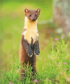 Pine Marten paint by numbers