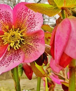 Pink Hellebore Flowers paint by numbers