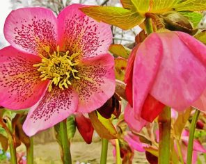 Pink Hellebore Flowers paint by numbers