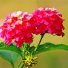 Lantanas Flowers Paint By Numbers