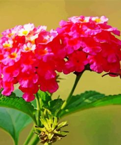 Lantanas Flowers Paint By Numbers