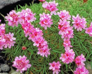 Coastal Flowers Paint By Numbers