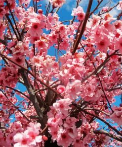 Flowering Tree Paint by Numbers