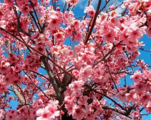 Flowering Tree Paint by Numbers