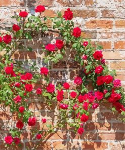 Pink Flowers Wall paint by numbers