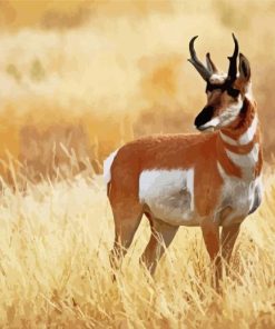 Pronghorn Wild Animal paint by numbers