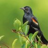 Winged Blackbird Paint By Numbers