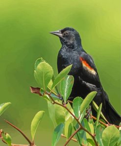 Winged Blackbird Paint By Numbers