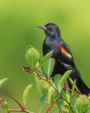 Winged Blackbird Paint By Numbers