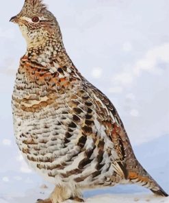 Ruffed Grouse Bird paint by numbers