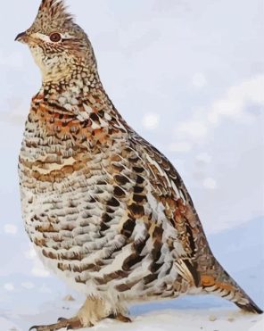 Ruffed Grouse Bird paint by numbers